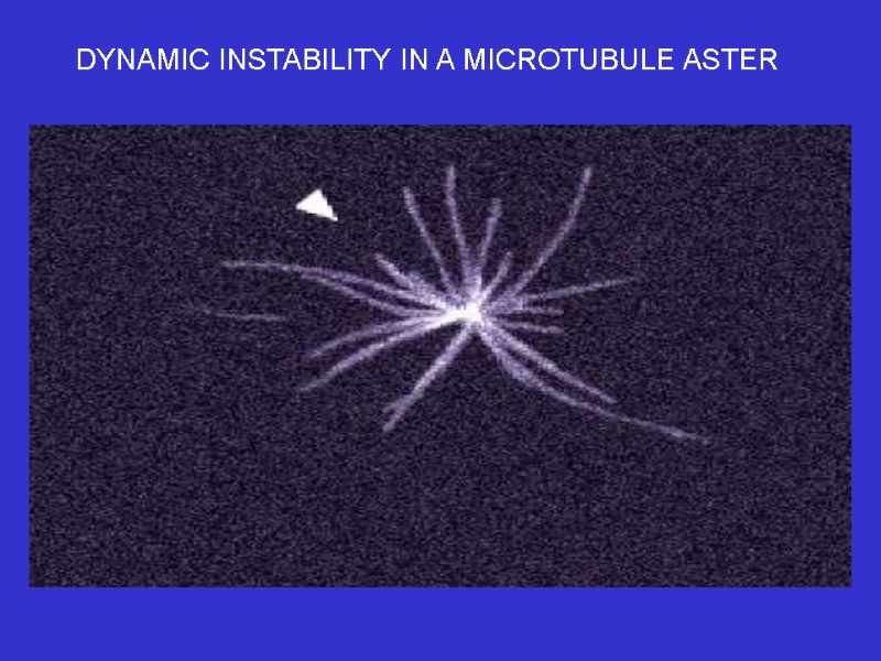 DYNAMIC INSTABILITY IN A MICROTUBULE ASTER